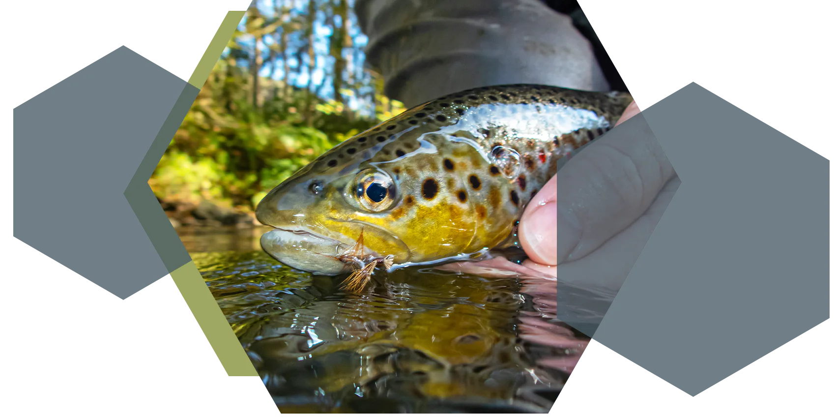 xtreme pyrenea fishing stage guidega peche truite mouche seche pyrenees atlantiques 64 gave oloron navarenx gave du saison tardets les nives saint jean pied de port hautes pyrenees 65 gave de pau argeles gazost lourdes saint lary arreau luz saint sauveur cauterets
